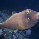 Image of Black reef leatherjacket