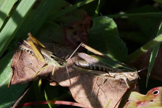 Image of Common green grasshopper