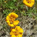 Imagem de Dyssodia decipiens (Bartl.) M. C. Johnston