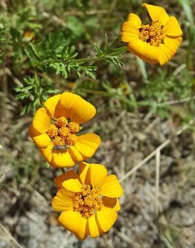 Imagem de Dyssodia decipiens (Bartl.) M. C. Johnston