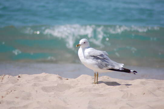 Image of Ring-billed Gull