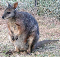 Image of Dama Wallaby