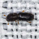 Image of <i>Xyleborinus saxesenii</i>