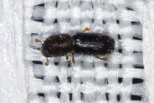 صورة <i>Xyleborinus saxesenii</i>