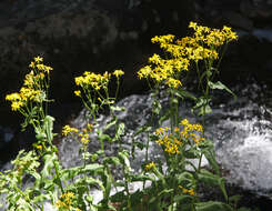 Imagem de Senecio triangularis Hook.