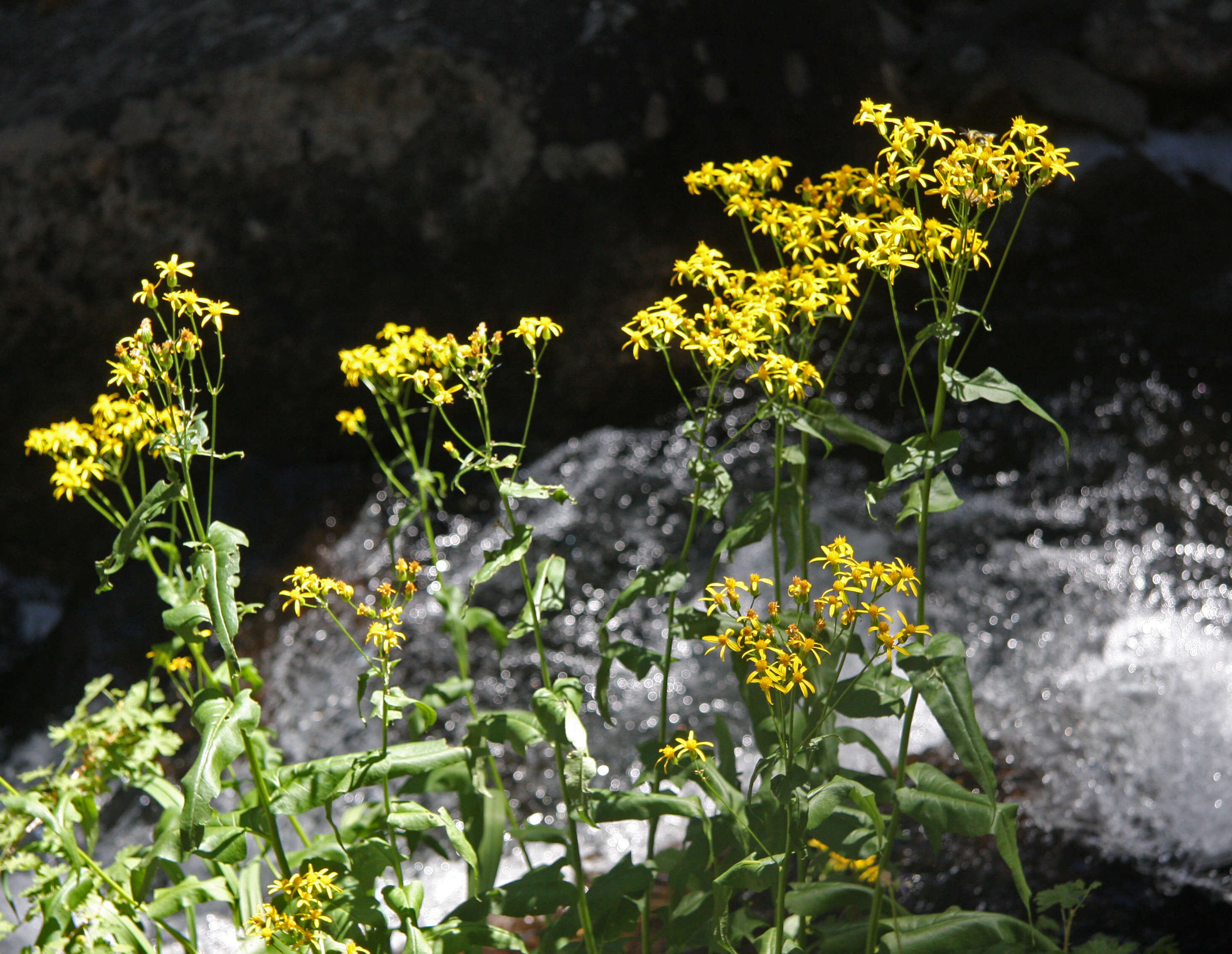 Imagem de Senecio triangularis Hook.