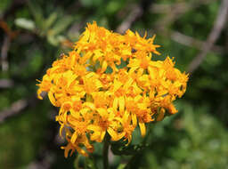 Imagem de Senecio triangularis Hook.