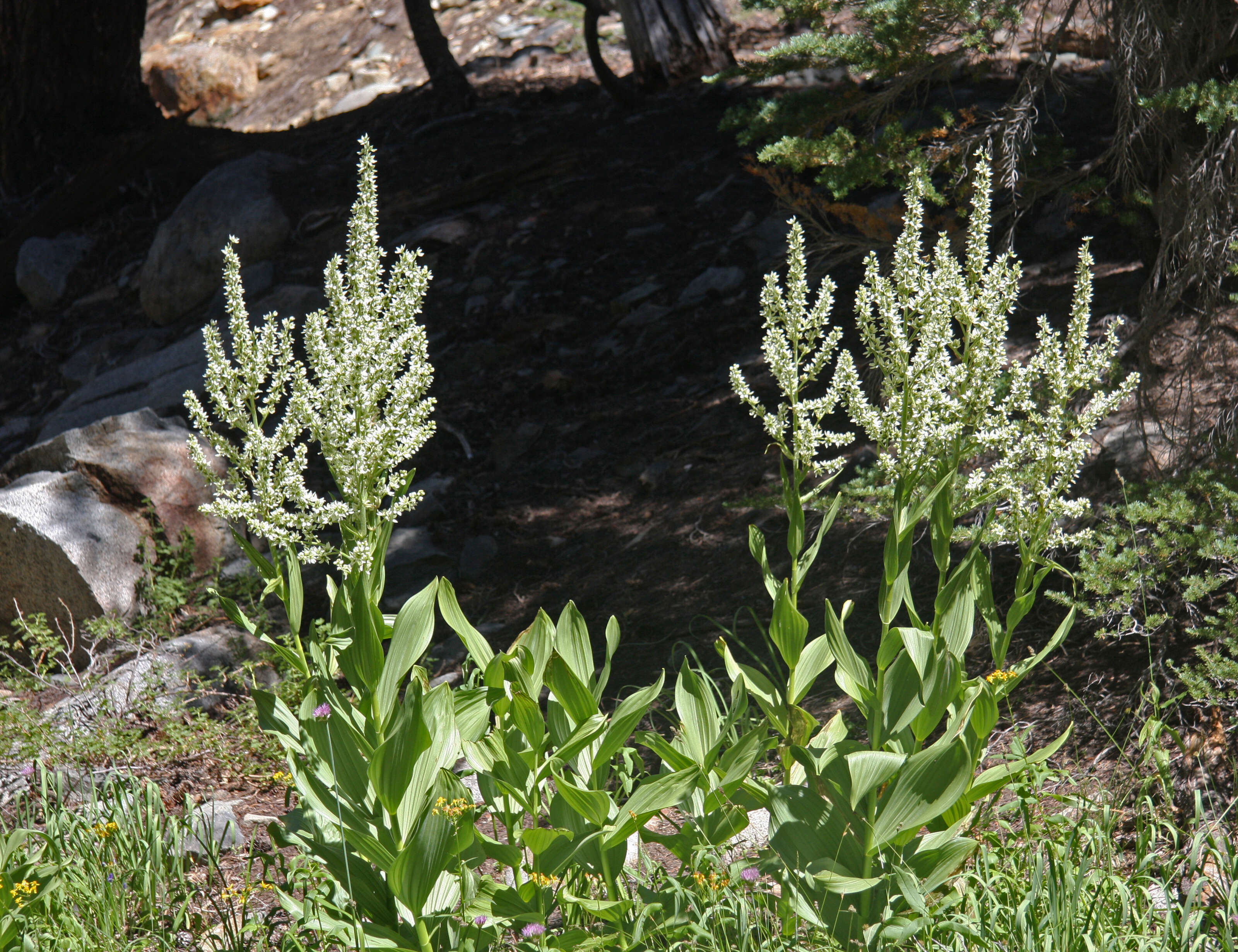 صورة Veratrum californicum Durand