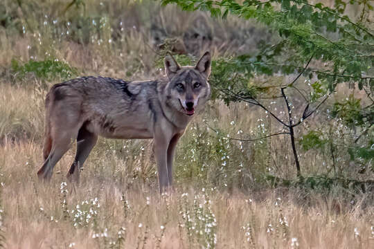 Image of Indian Wolf