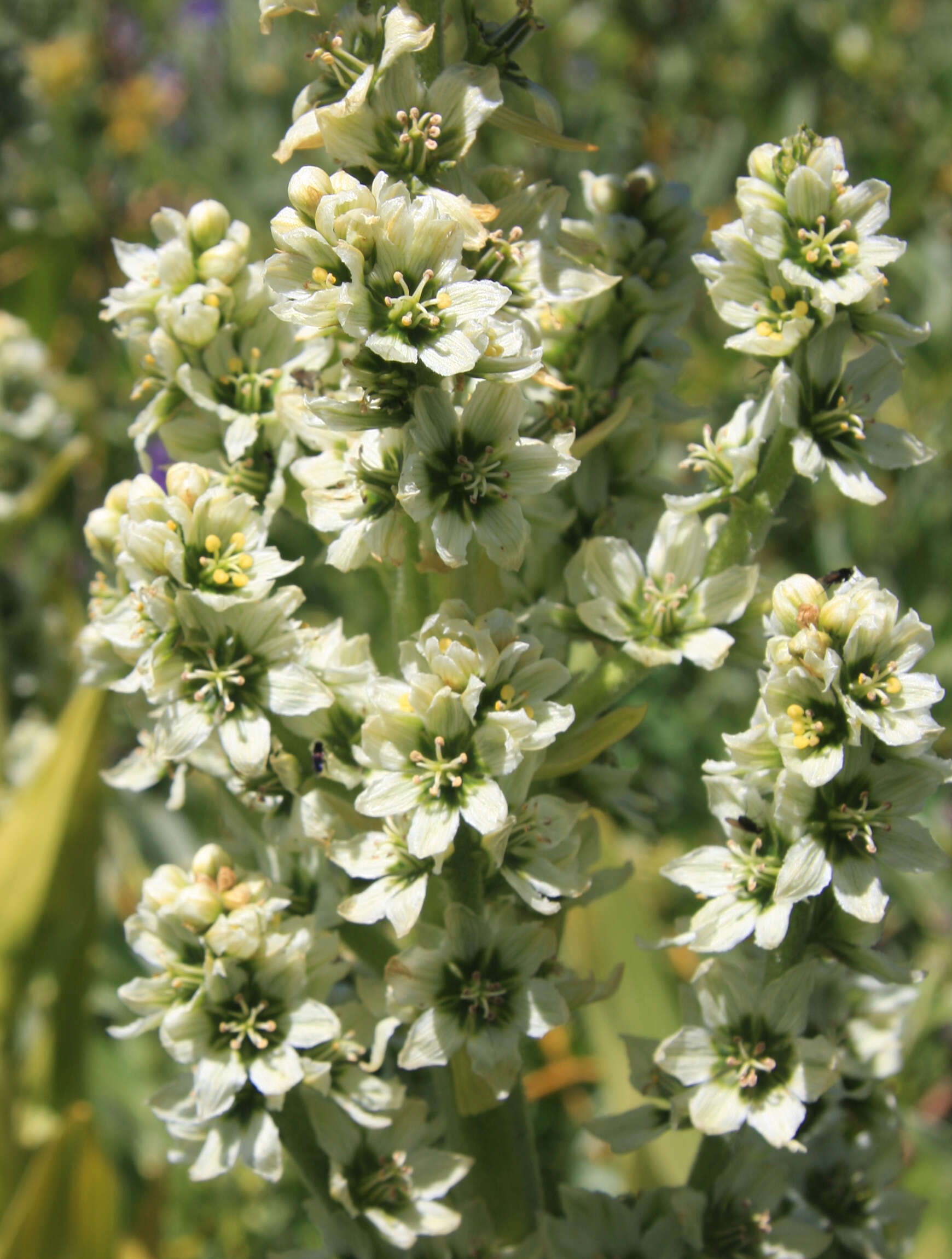 صورة Veratrum californicum Durand