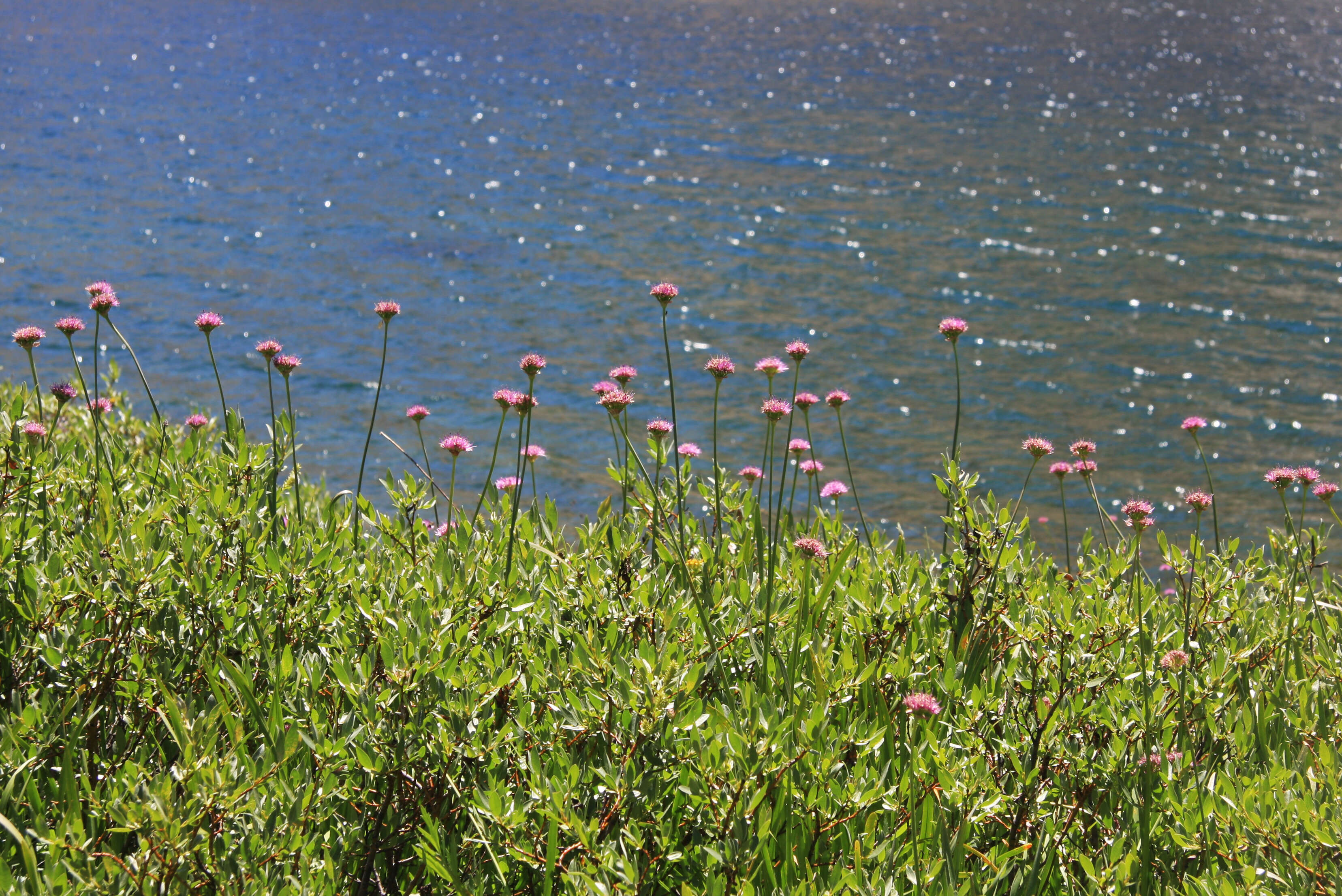 Image of Pacific onion