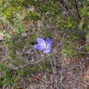 Imagem de Caladenia gemmata Lindl.