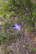 Caladenia gemmata Lindl.的圖片