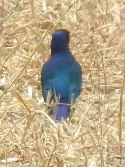 Image of Superb Starling