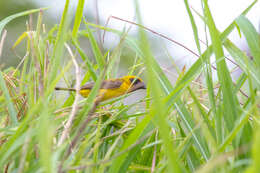 Image of Asian Golden Weaver