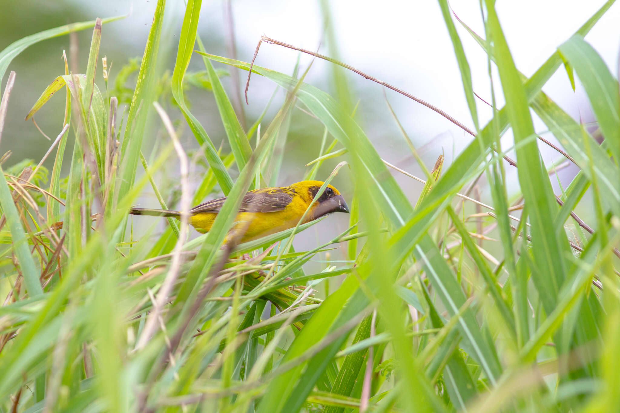 Image of Asian Golden Weaver