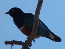 Image of Superb Starling