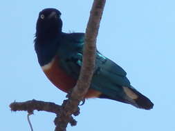 Image of Superb Starling