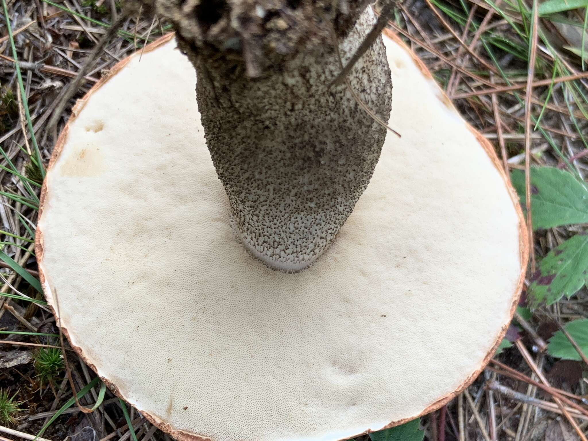 Image of Leccinum vulpinum Watling 1961