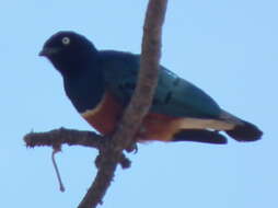 Image of Superb Starling