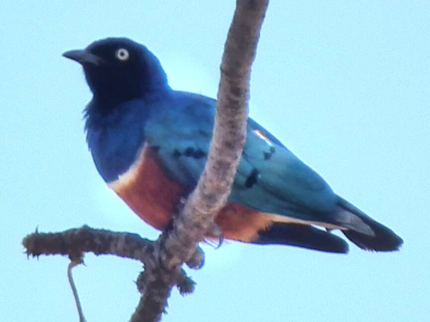 Image of Superb Starling