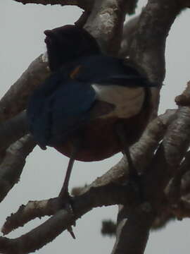 Image of Superb Starling