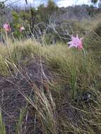 Gladiolus pappei Baker resmi