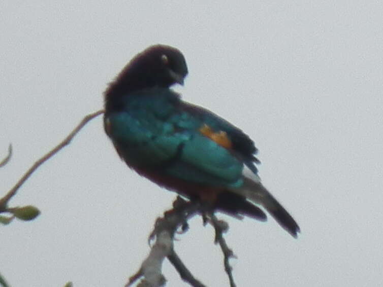 Image of Superb Starling