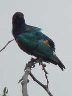 Image of Superb Starling