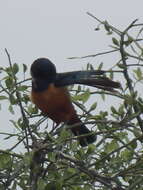 Image of Superb Starling