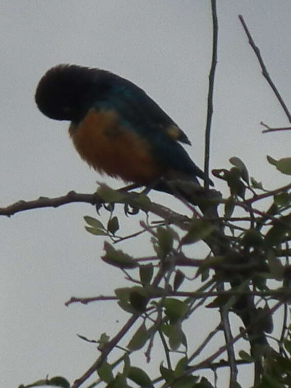 Image of Superb Starling