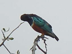 Image of Superb Starling