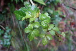 Image of Eleutherococcus trifoliatus var. setosus (H. L. Li) H. Ohashi