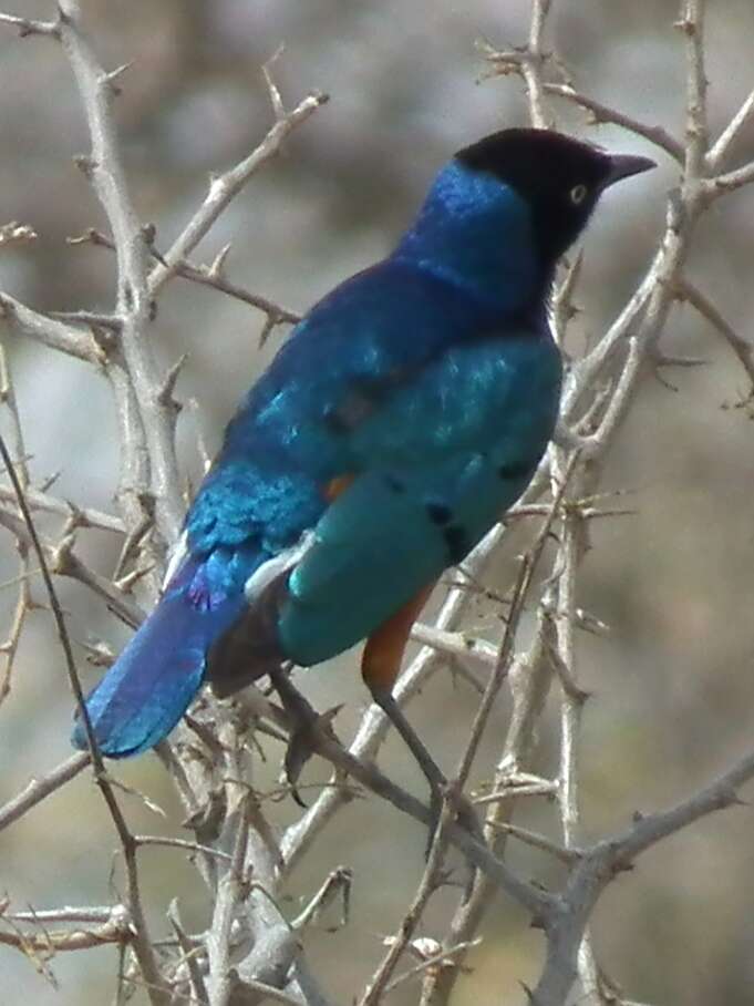 Image of Superb Starling