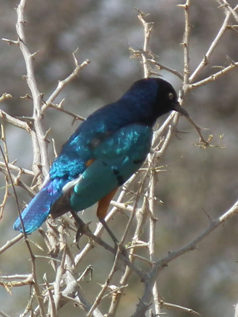 Image of Superb Starling