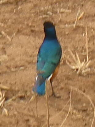 Image of Superb Starling