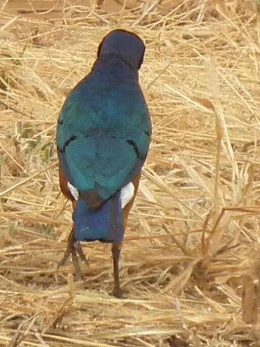 Image of Superb Starling