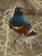 Image of Superb Starling