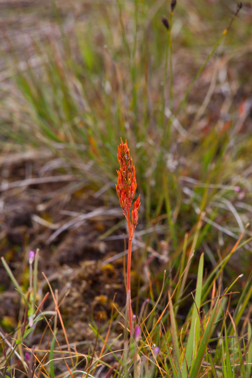 Слика од Narthecium ossifragum (L.) Huds.