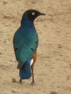 Image of Superb Starling