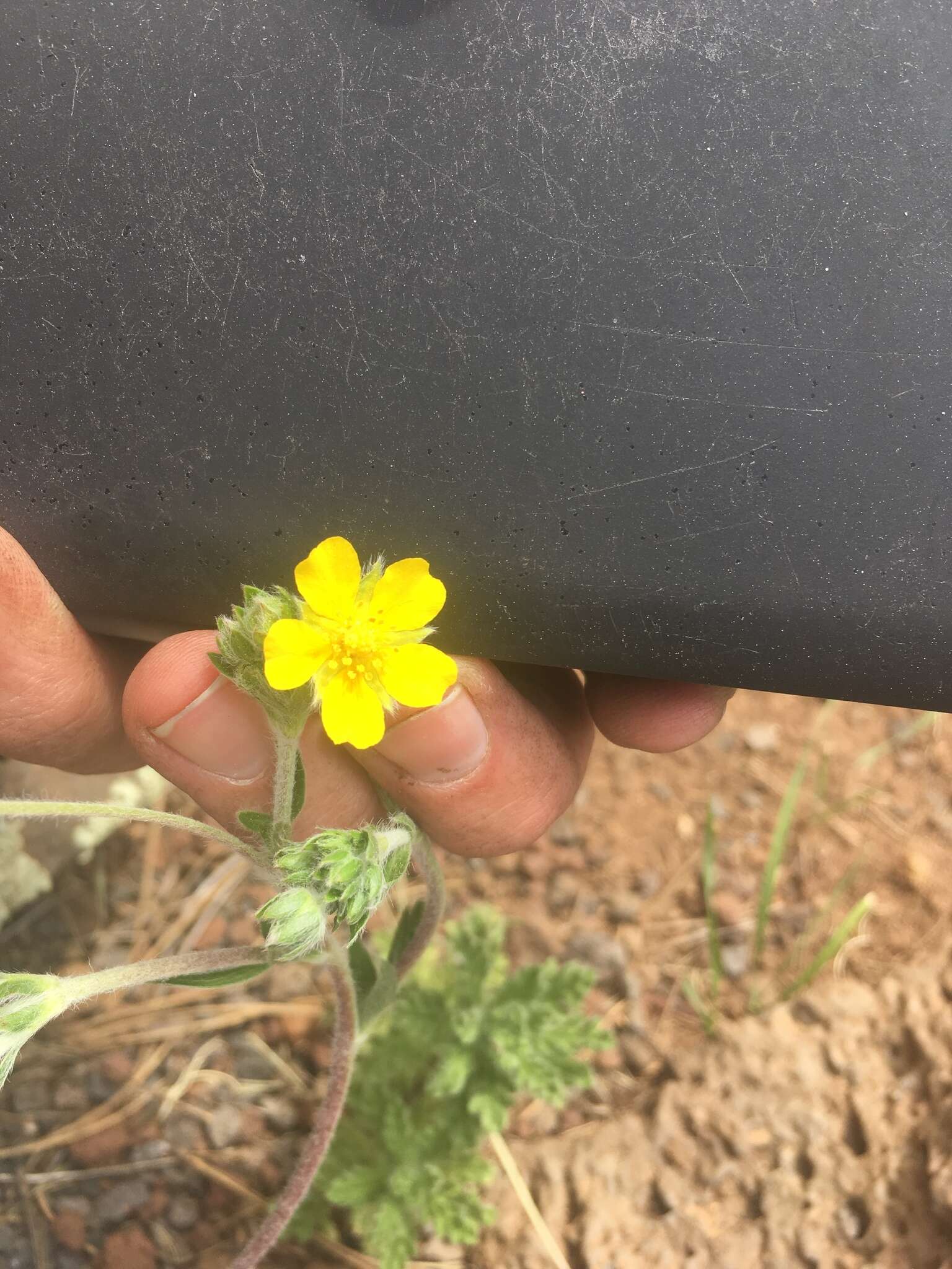 Potentilla crinita A. Gray resmi