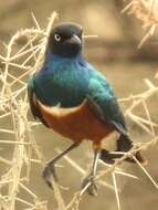 Image of Superb Starling