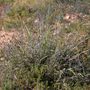 Image of barley Mitchell grass