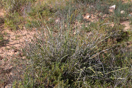 Image of barley Mitchell grass