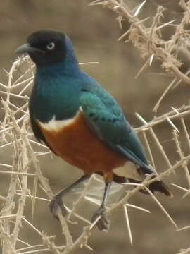 Image of Superb Starling