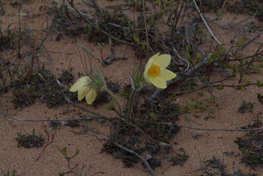 Image of Pulsatilla patens subsp. angustifolia (Turcz.) Grey-Wilson