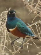 Image of Superb Starling