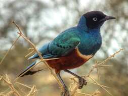 Image of Superb Starling