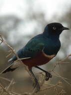 Image of Superb Starling