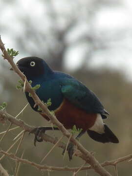 Image of Superb Starling